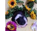 Boston Terrier Puppy for sale in Vinita, OK, USA