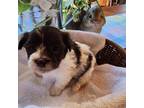Cavapoo Puppy for sale in Mayfield, KY, USA