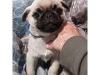 Pug Puppy for sale in Stockton, MO, USA