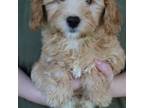 Mutt Puppy for sale in Joplin, MO, USA