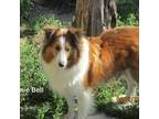 Shetland Sheepdog Puppy for sale in Round Mountain, TX, USA