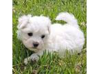 Maltese Puppy for sale in Aurora, MO, USA