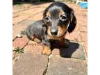 Dachshund Puppy for sale in Oxford, PA, USA