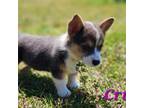 Pembroke Welsh Corgi Puppy for sale in Swansea, SC, USA