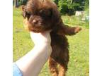 Shih-Poo Puppy for sale in Myrtle Beach, SC, USA
