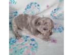 French Bulldog Puppy for sale in Aurora, CO, USA