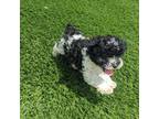 Poodle (Toy) Puppy for sale in Goshen, IN, USA