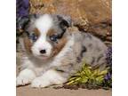 Miniature Australian Shepherd Puppy for sale in Lawton, OK, USA