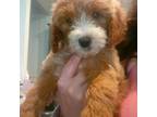 Goldendoodle Puppy for sale in Palestine, TX, USA