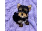 Yorkshire Terrier Puppy for sale in Sandy Hook, KY, USA