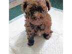 Poodle (Toy) Puppy for sale in Ocala, FL, USA