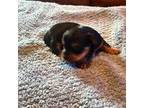 Yorkshire Terrier Puppy for sale in Rutherfordton, NC, USA