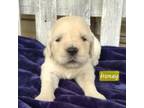 Golden Retriever Puppy for sale in Woodleaf, NC, USA