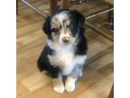 Australian Shepherd Puppy for sale in Beresford, SD, USA