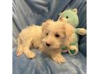 Schnauzer (Miniature) Puppy for sale in Moreno Valley, CA, USA