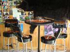 Harley Davidson Bar Table W/Four Swivel Stools $525 / OBO