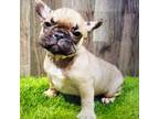 French Bulldog Puppy for sale in Donnellson, IA, USA