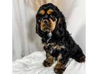 Cocker Spaniel Puppy for sale in Postville, IA, USA