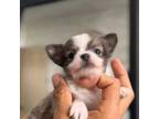 Chihuahua Puppy for sale in Cedar Creek, TX, USA