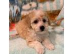 Bichon Frise Puppy for sale in Gurnee, IL, USA
