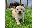 Golden Retriever Puppy for sale in Cambridge, OH, USA