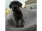 Cane Corso Puppy for sale in Winter Garden, FL, USA