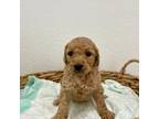 Goldendoodle Puppy for sale in Sacramento, CA, USA