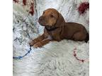 Rhodesian Ridgeback Puppy for sale in Childersburg, AL, USA