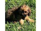 Cavapoo Puppy for sale in Stockton, MO, USA
