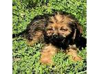 Cavapoo Puppy for sale in Stockton, MO, USA