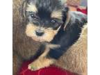 Shorkie Tzu Puppy for sale in Louisville, KY, USA