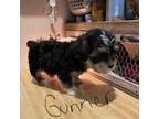 Shorkie Tzu Puppy for sale in Louisville, KY, USA