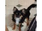 Chihuahua Puppy for sale in Gilbert, SC, USA