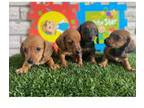 Dachshund Puppy for sale in Pearland, TX, USA