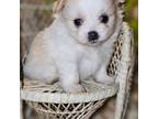 Pomeranian Puppy for sale in Little Genesee, NY, USA
