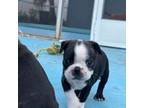 Boston Terrier Puppy for sale in Tarpon Springs, FL, USA