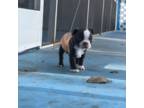 Boston Terrier Puppy for sale in Port Richey, FL, USA
