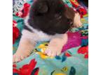 Akita Puppy for sale in Phoenix, AZ, USA