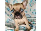 French Bulldog Puppy for sale in Aurora, CO, USA