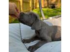 Cane Corso Puppy for sale in Charlotte, NC, USA