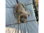 Cane Corso Puppy for sale in Charlotte, NC, USA