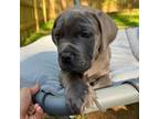 Cane Corso Puppy for sale in Charlotte, NC, USA