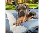 Cane Corso Puppy for sale in Charlotte, NC, USA