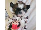Shih Tzu Puppy for sale in Saint Louis, MO, USA