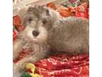 Schnauzer (Miniature) Puppy for sale in Sarasota, FL, USA