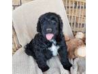 Sailor-Portuguese water dog