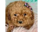 Poodle (Toy) Puppy for sale in Chicago, IL, USA
