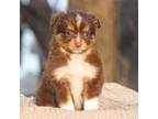 Miniature Australian Shepherd Puppy for sale in Lamoure, ND, USA