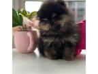 Pomeranian Puppy for sale in Chicago, IL, USA