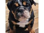 Bulldog Puppy for sale in Novi, MI, USA